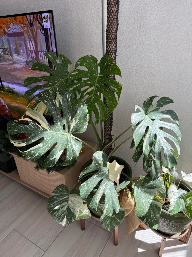 Does anyone get emotional about it their baby leaves turning yellow?