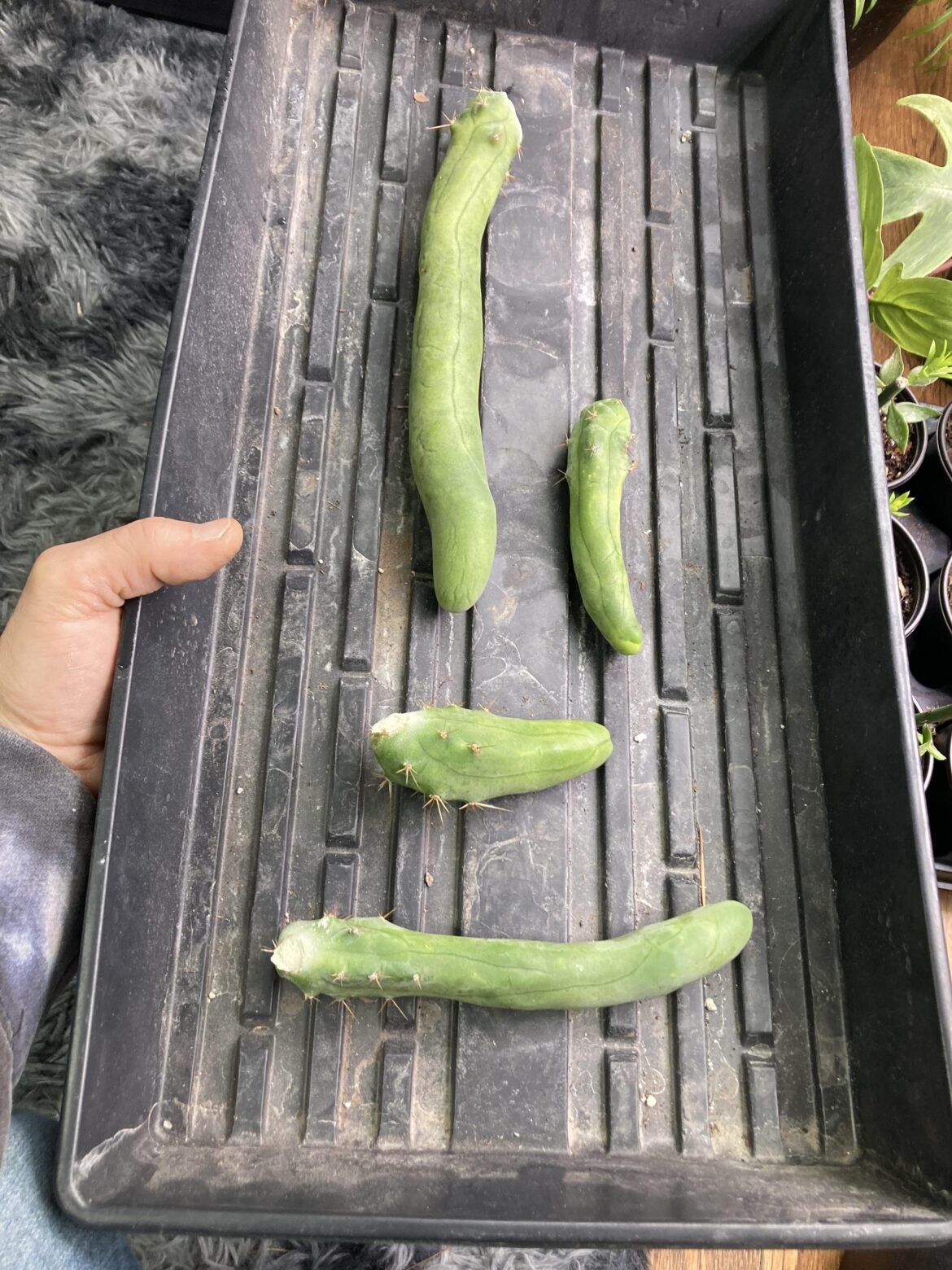 I was harvesting some TBM and came to the conclusion that there’s no way these are all short form.