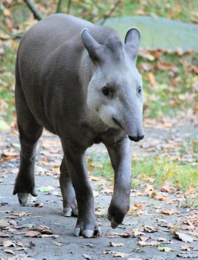Gray animal peacefully walking on a path. There is grass and many brown leaves around.