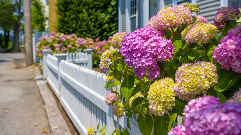 Pink hydrangea shrubs growing alongside a white picket fence.