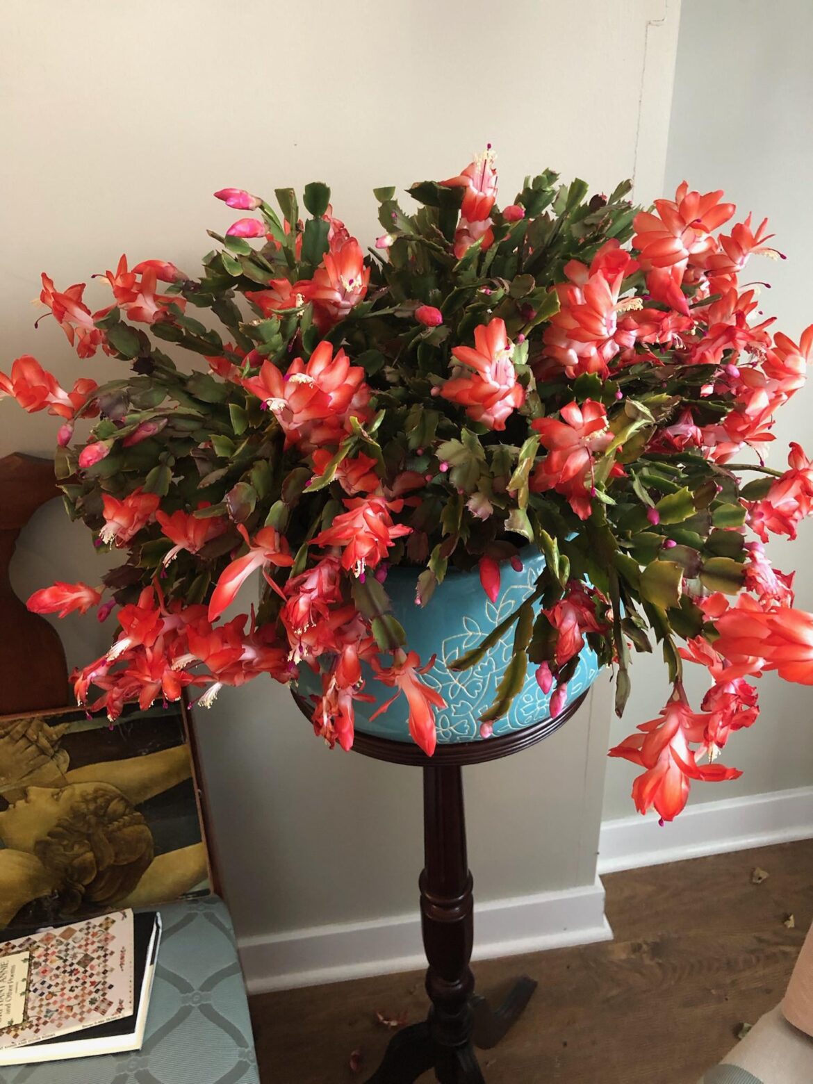 My Nonno’s Christmas cactus bloomed 💖
