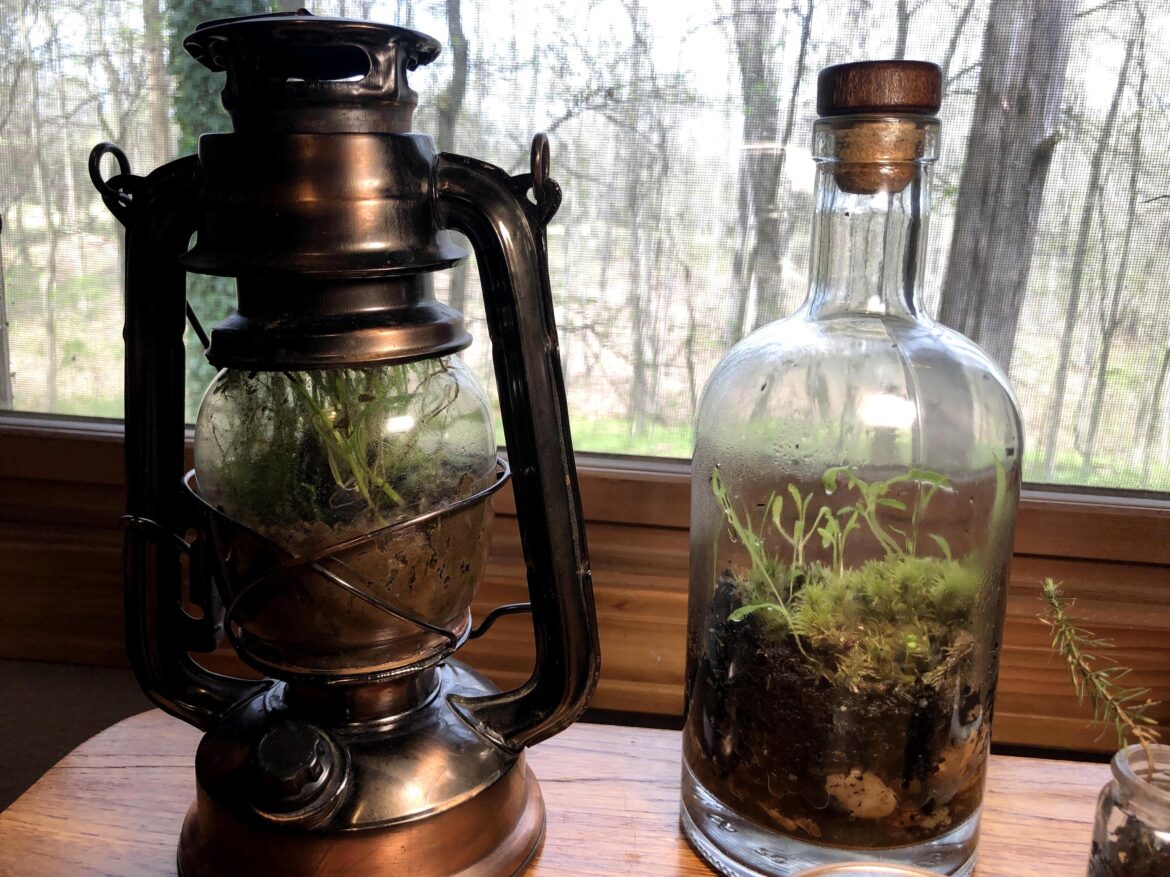 My two ecospheres