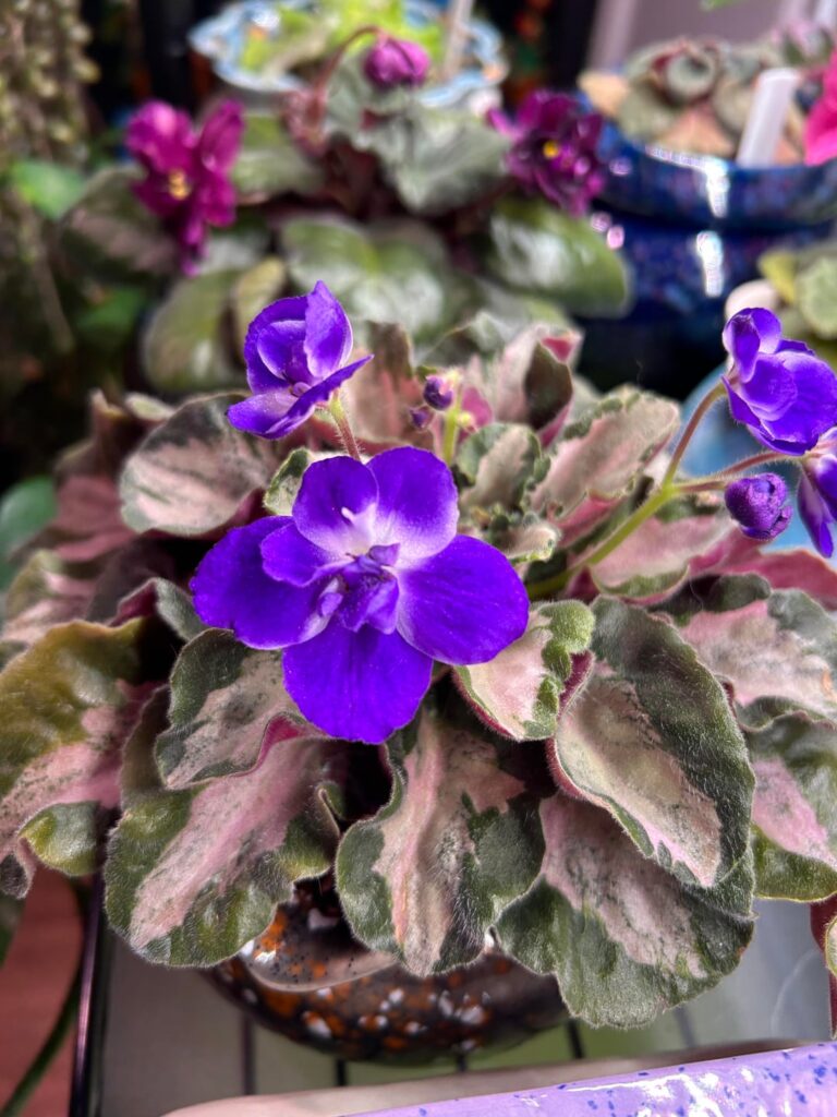 The blooms are so vivid on African Violet: Harmony’s Little Stinker Sport: Blossom - Semidouble dark blue. Foliage - Variegated dark green, silvery, light green and cream. Standard leaf chimera.
