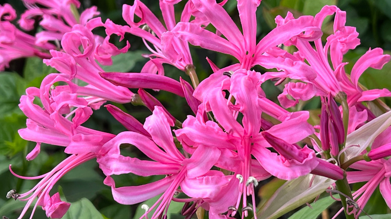 close up of hot pink guernsey lilies