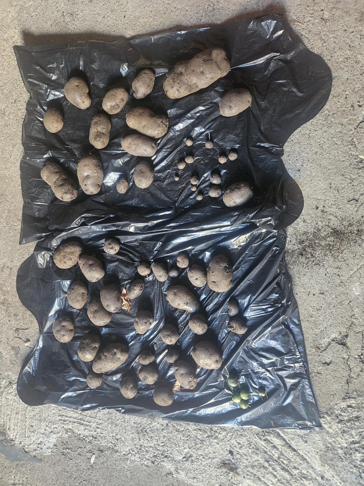 Potato Haul