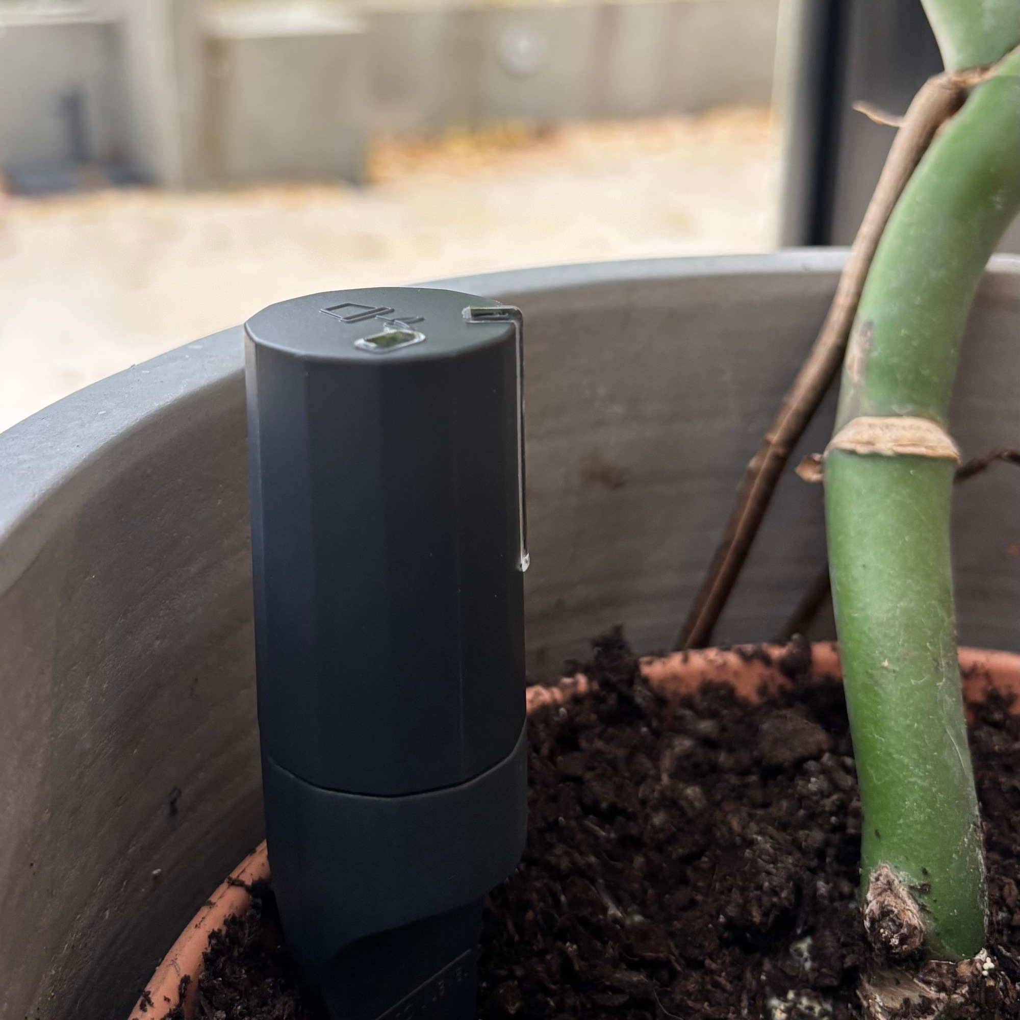willow sensor in a plant pot with soil
