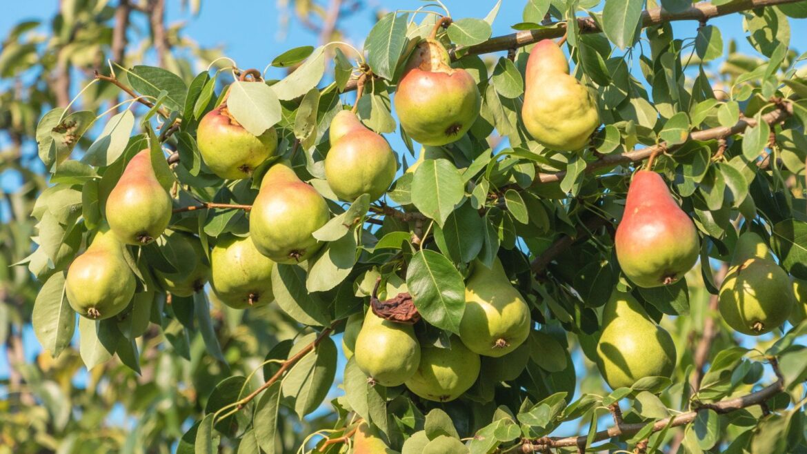 Discover 7 fruit trees that don’t need winterizing A bunch of pears hanging off a tree branch on a sunny day