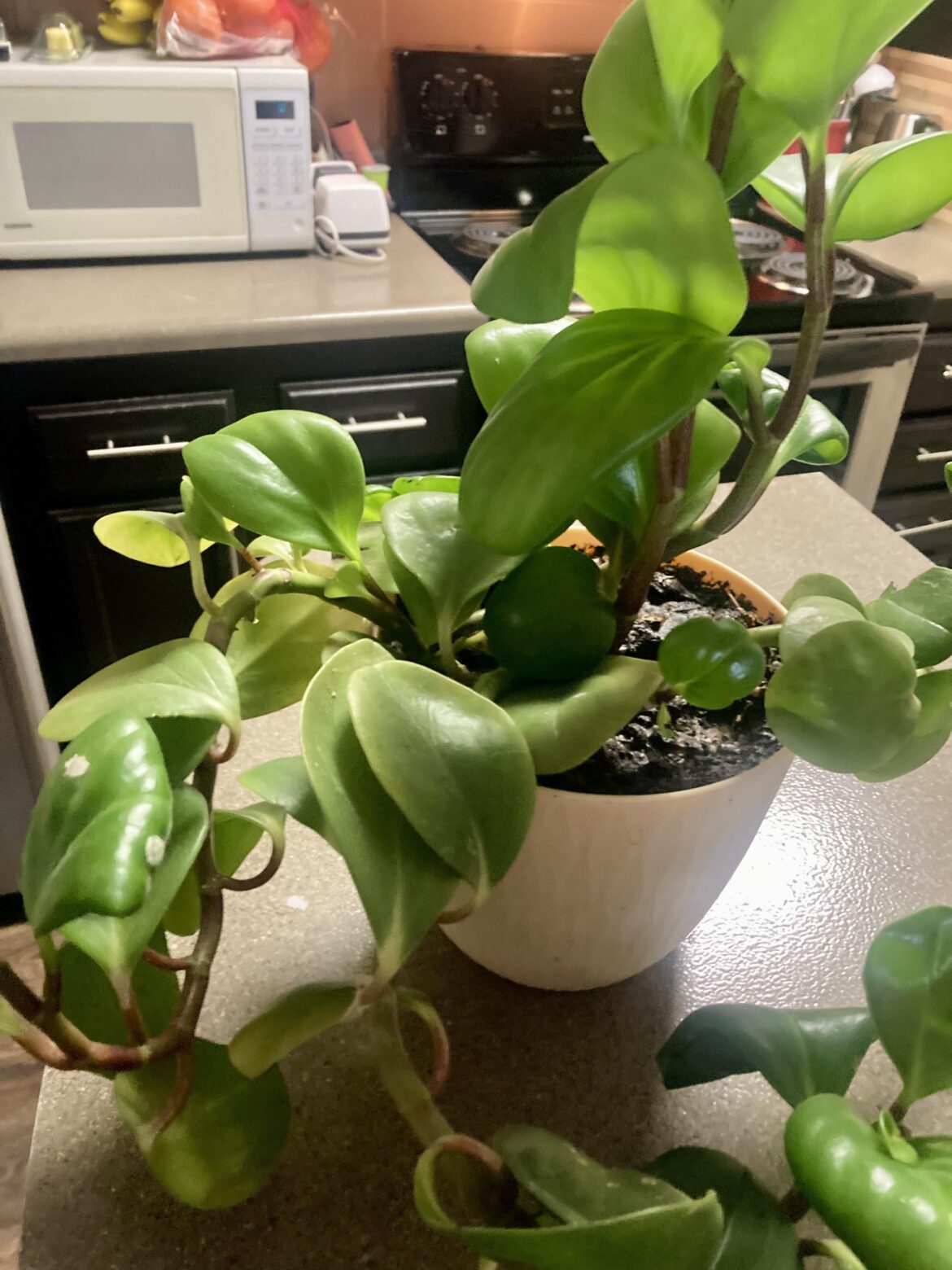 What is this plant