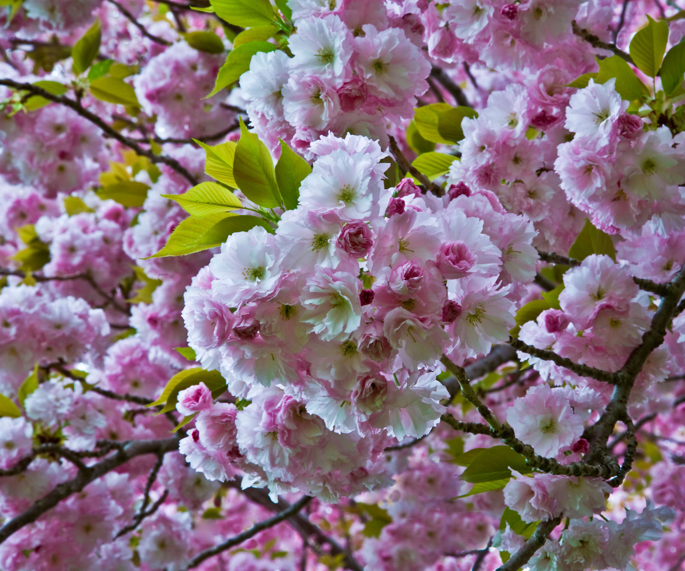 spring blossom on a &lsquo;Kwanzan&rsquo; flowering cherry tree