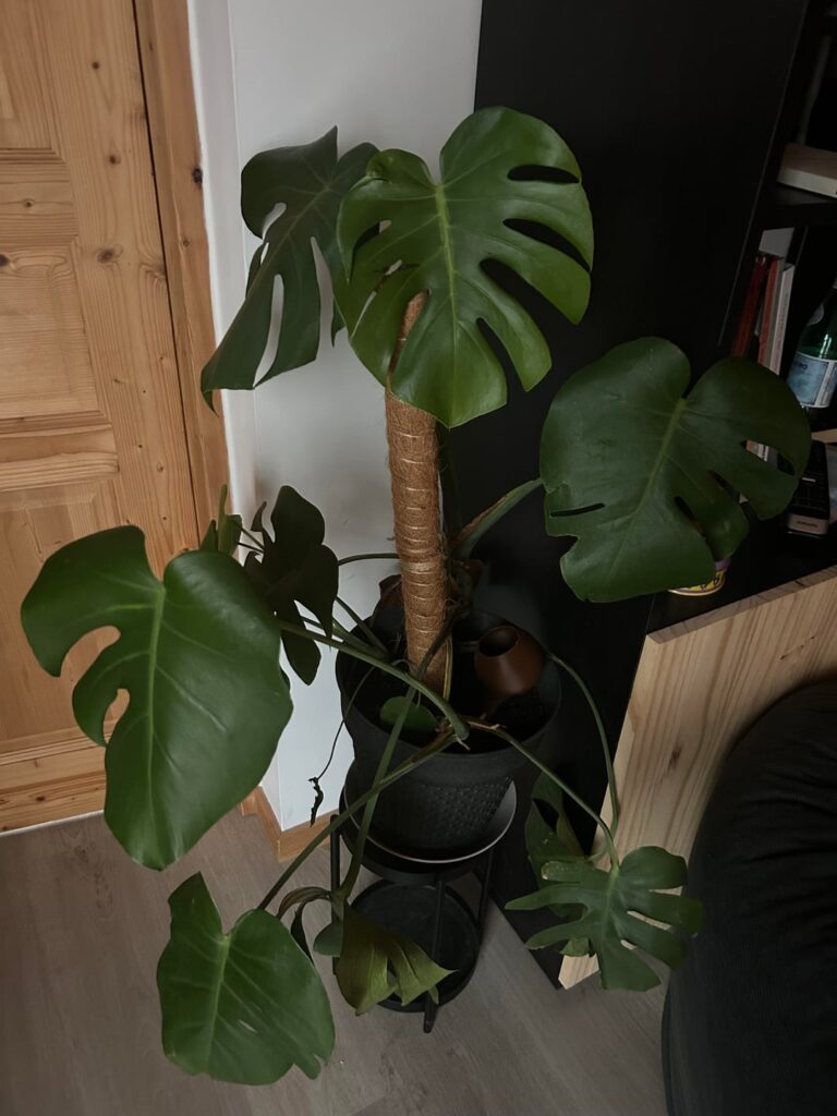 My Monstera doesn’t seem to grow