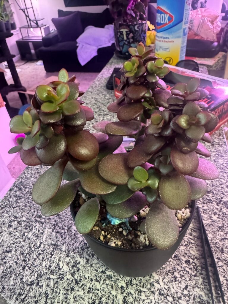 my jade is growing like this.. too much light?