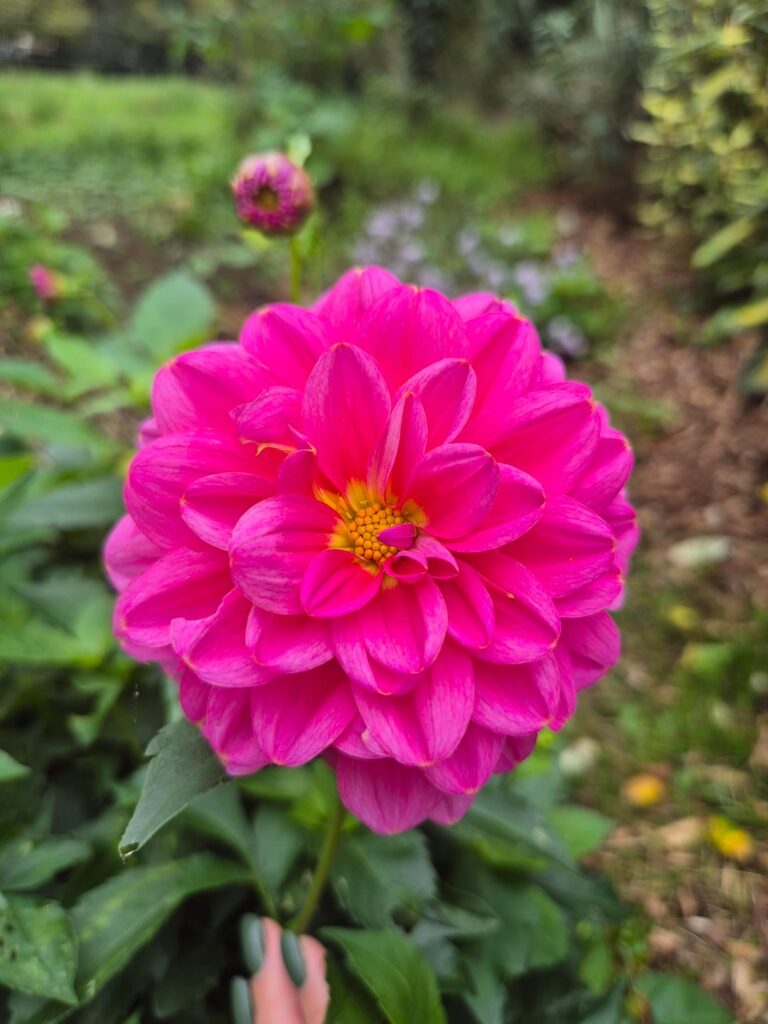 I don't know the name, I just love them