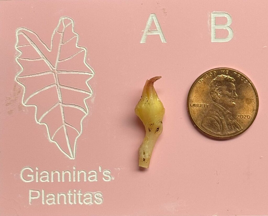 True Pink Amazonica Corm