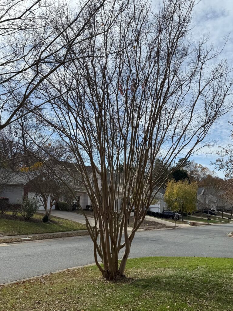 Crepe Myrtle Trimming