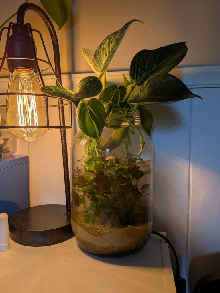 1st Jarrarium with a little snail buddy also.