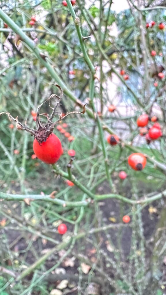 Is this rose hips?
