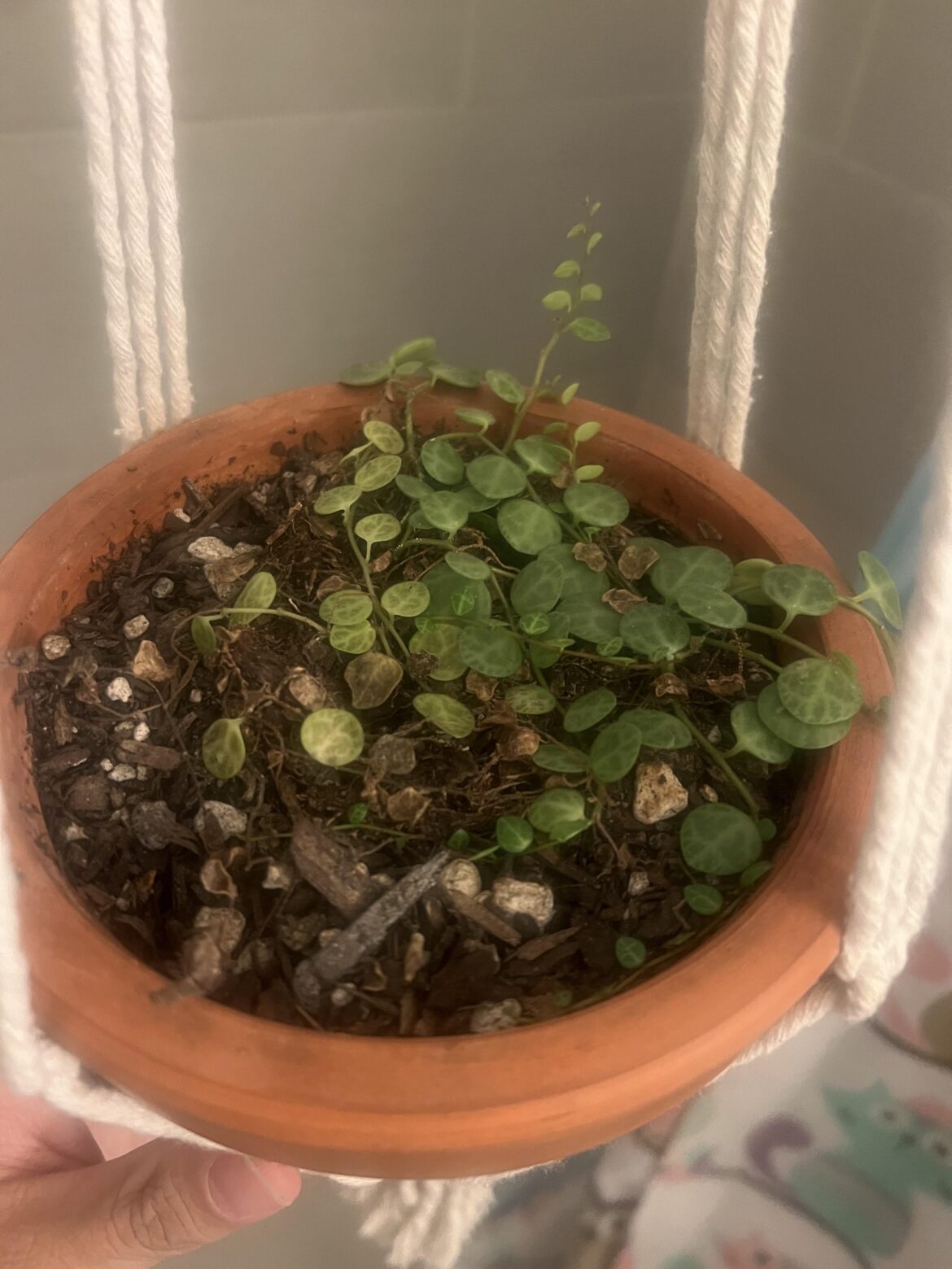 Watering Advice