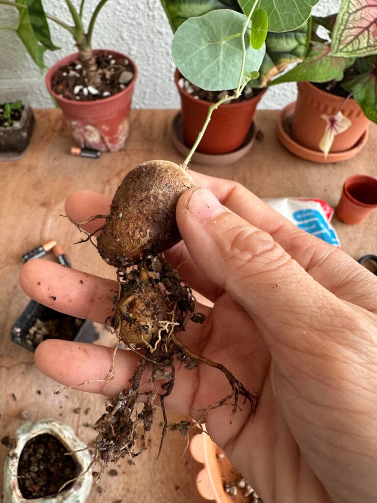 Is this a 2nd bulb?
