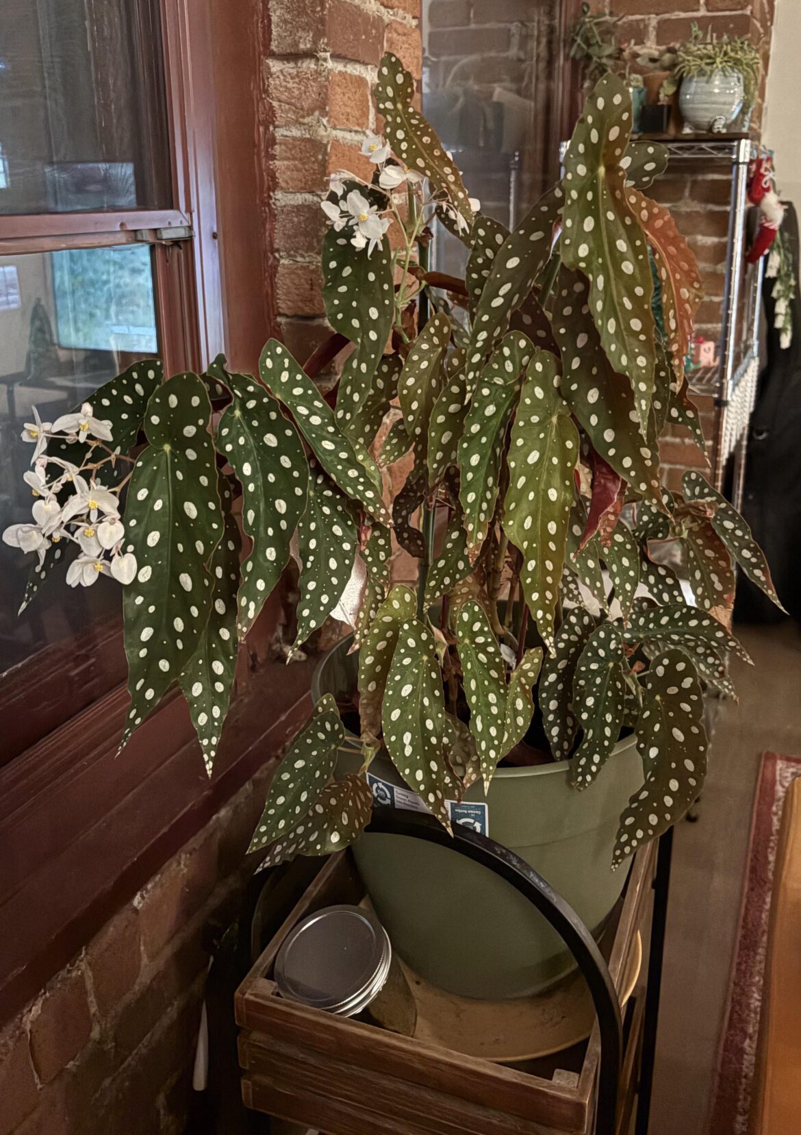 Spotted Begonia! Spotted Begonia!