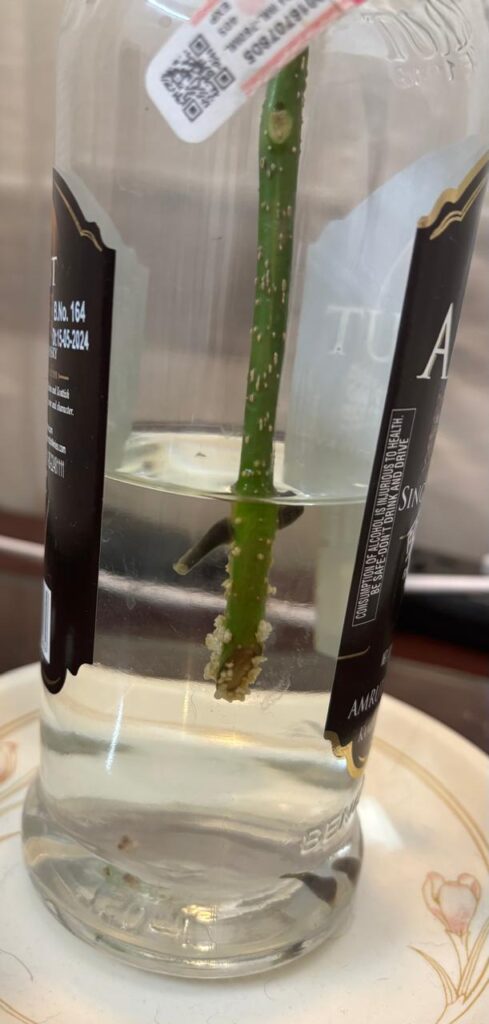 Is this white stuff normal on my China Doll cutting? Is this white stuff normal on my China Doll cutting?