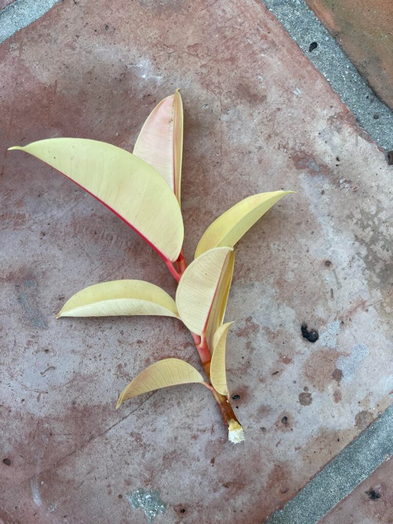 Its a shame these fully variegated parts of a plant are basically parasites because they’re gorgeous