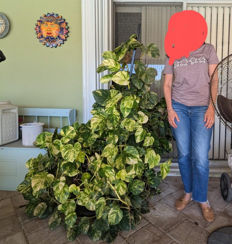 Rank my aunt's Pothos