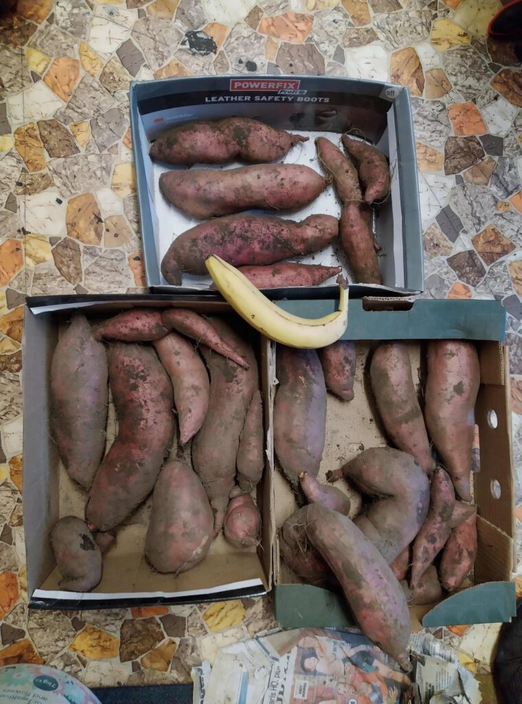 This year's sweet potato crop