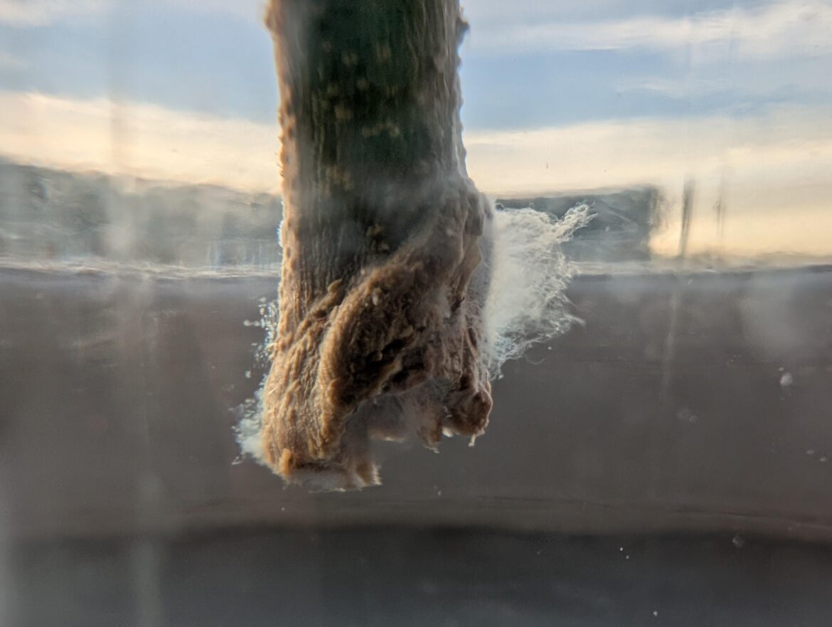 Olive branch propagation… White fuzz Olive branch propagation... White fuzz
