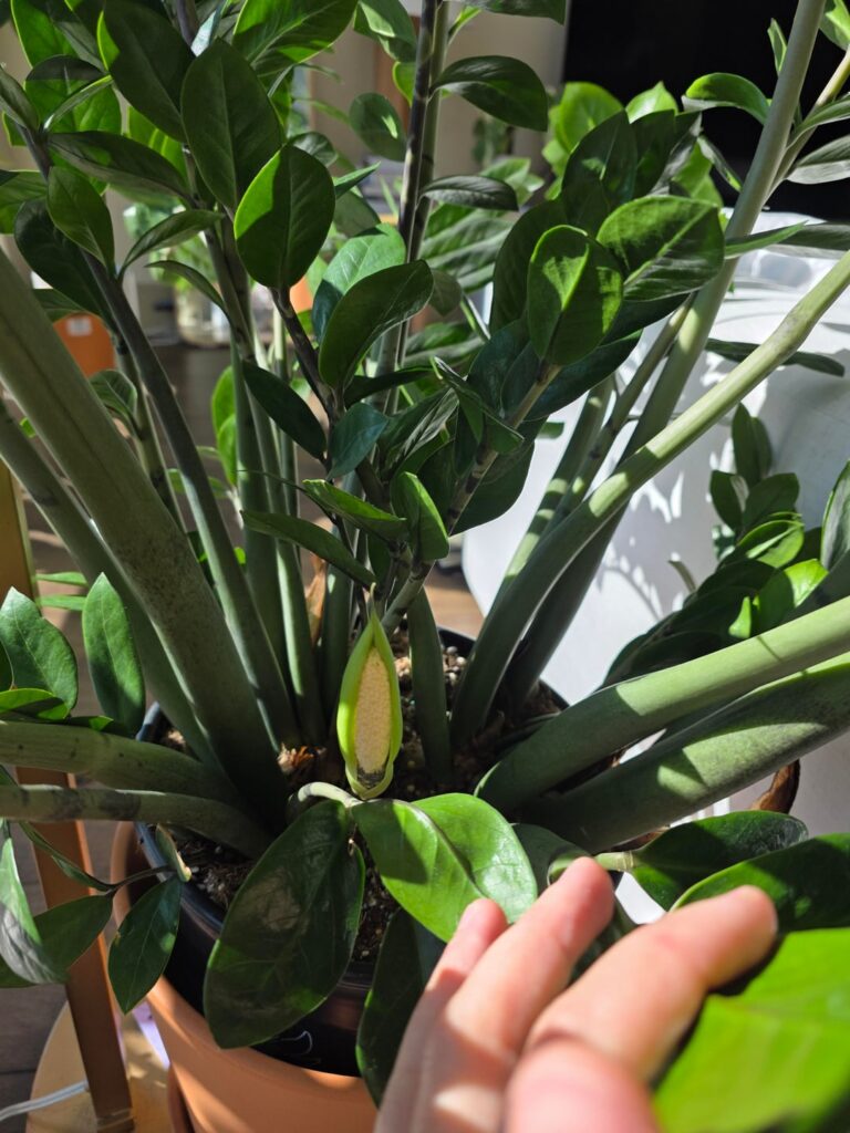 My zz plant is flowering (2 flowers). Do I need to change anything?