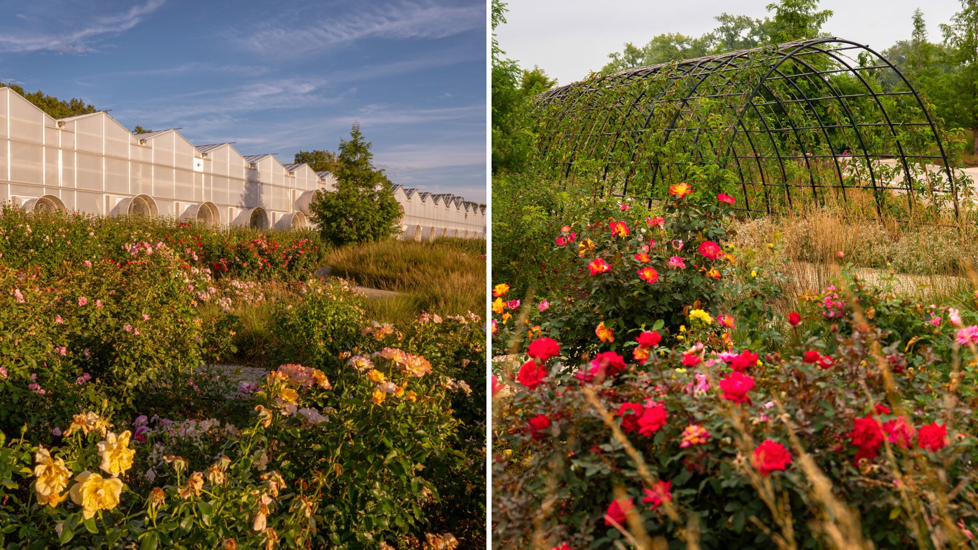 Roses at the Chicago Botanic Garden