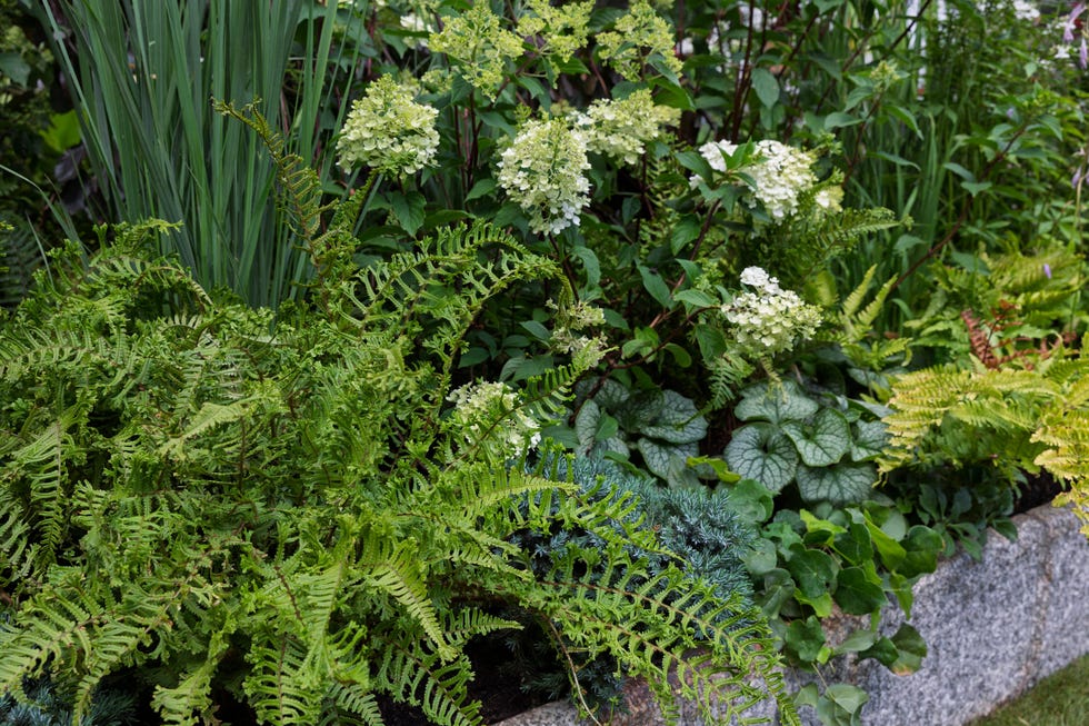 Ferns at Hampton Court Flower Festival lush garden bed featuring various leafy plants and flowers