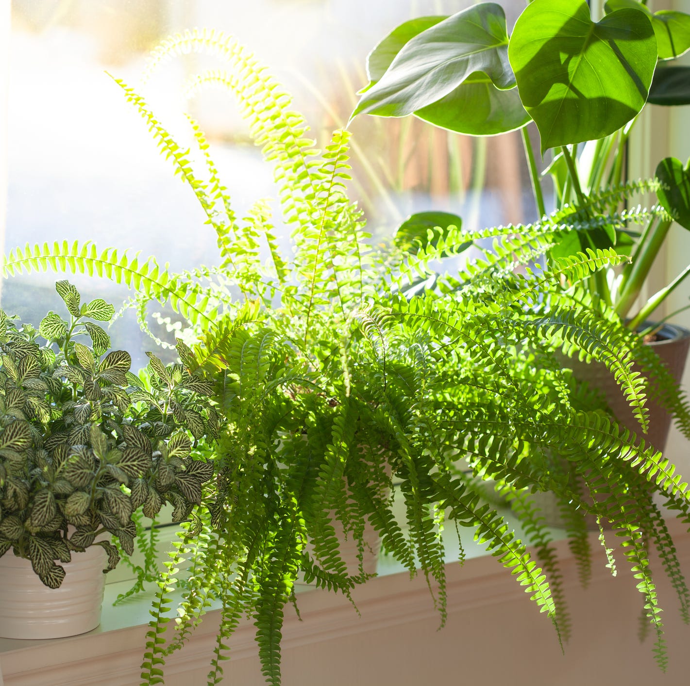 best plants for bedroom boston fern