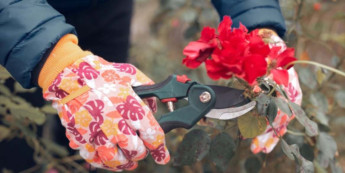 6 Plants To Propagate In November