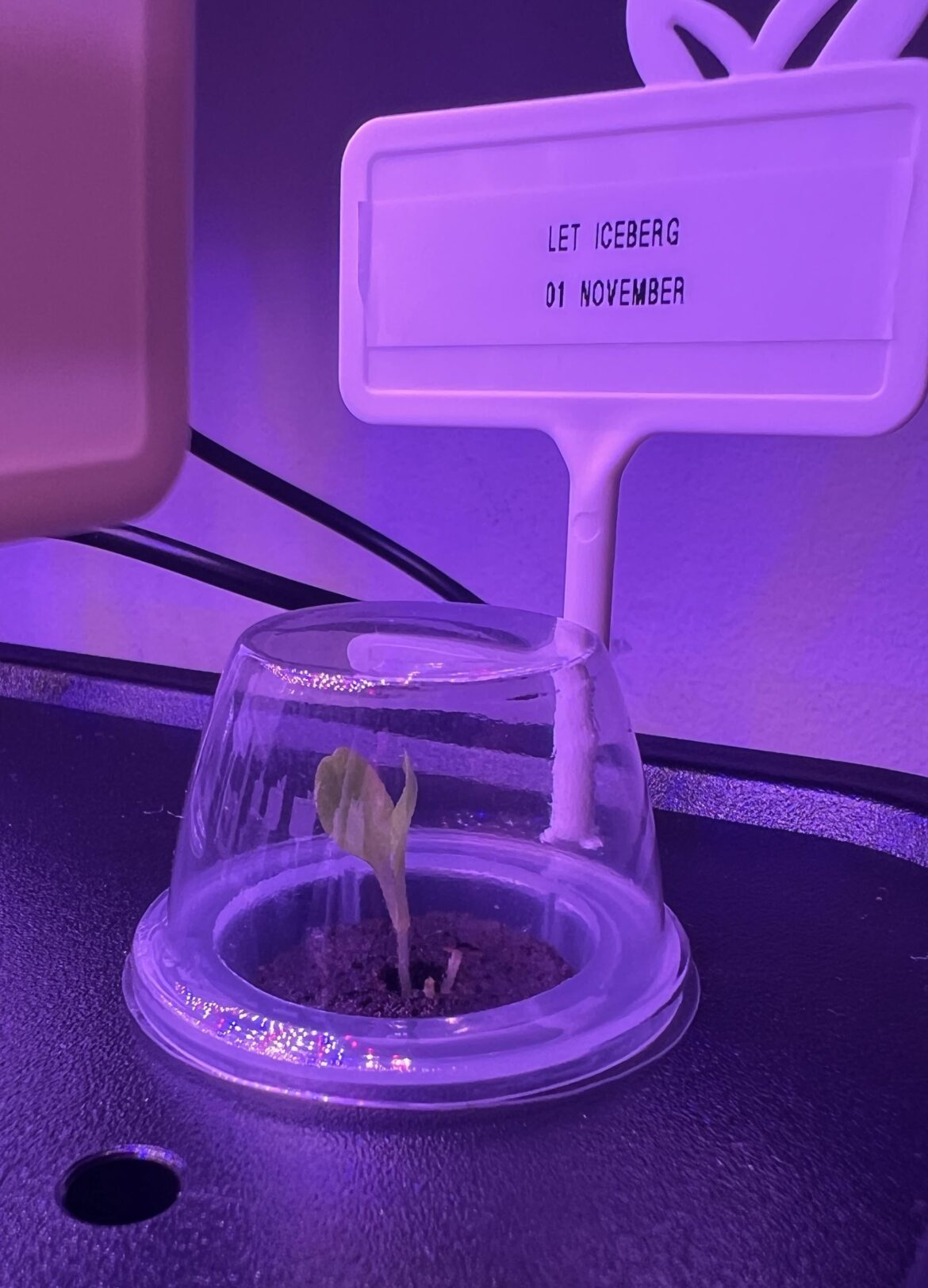 Is it time to remove the grow dome?