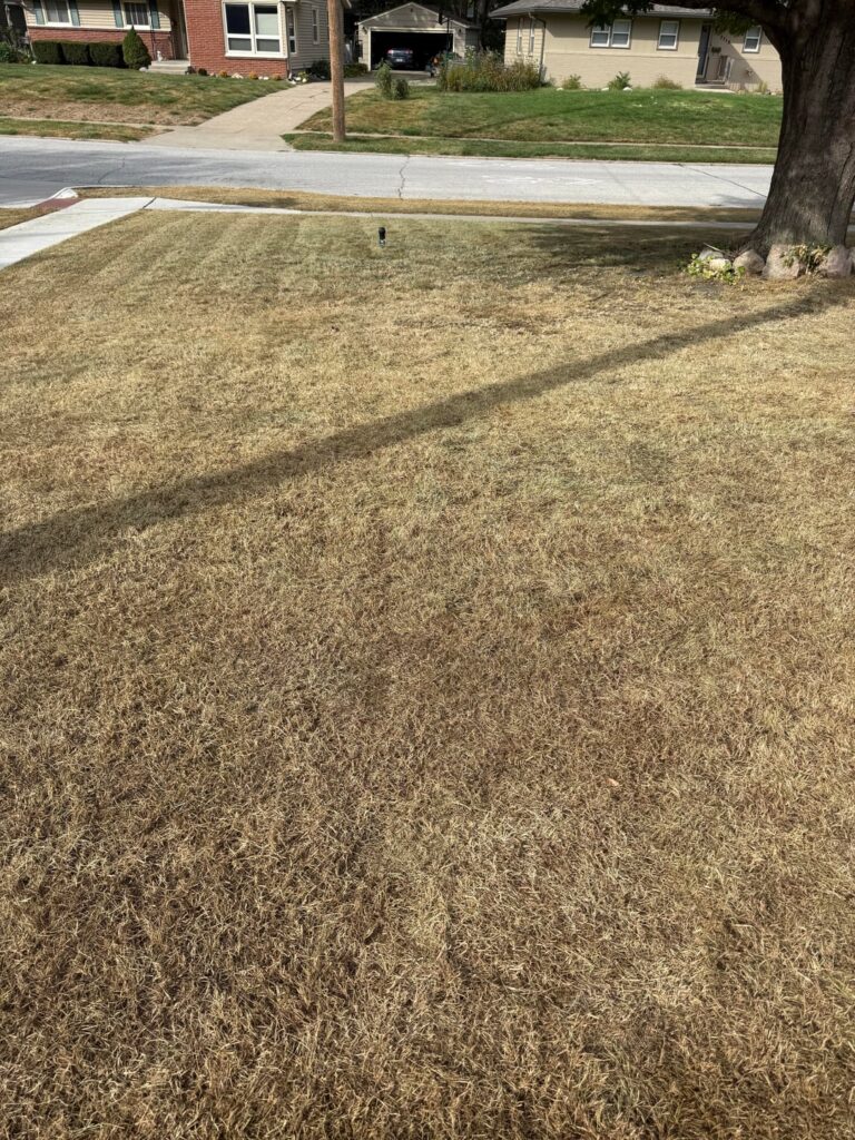 Trust the process! First timer.