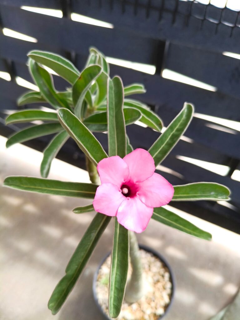 I never see adenium with this flower before... Anyone know the id?