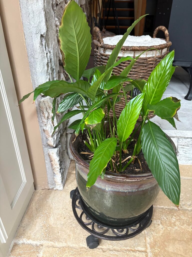My mom’s peace lily: Repot, less water, or both