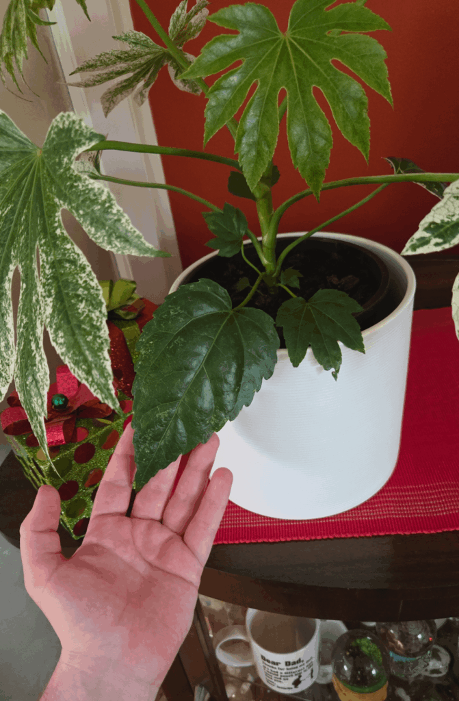 Why does this fatsia have differently shaped leaves?