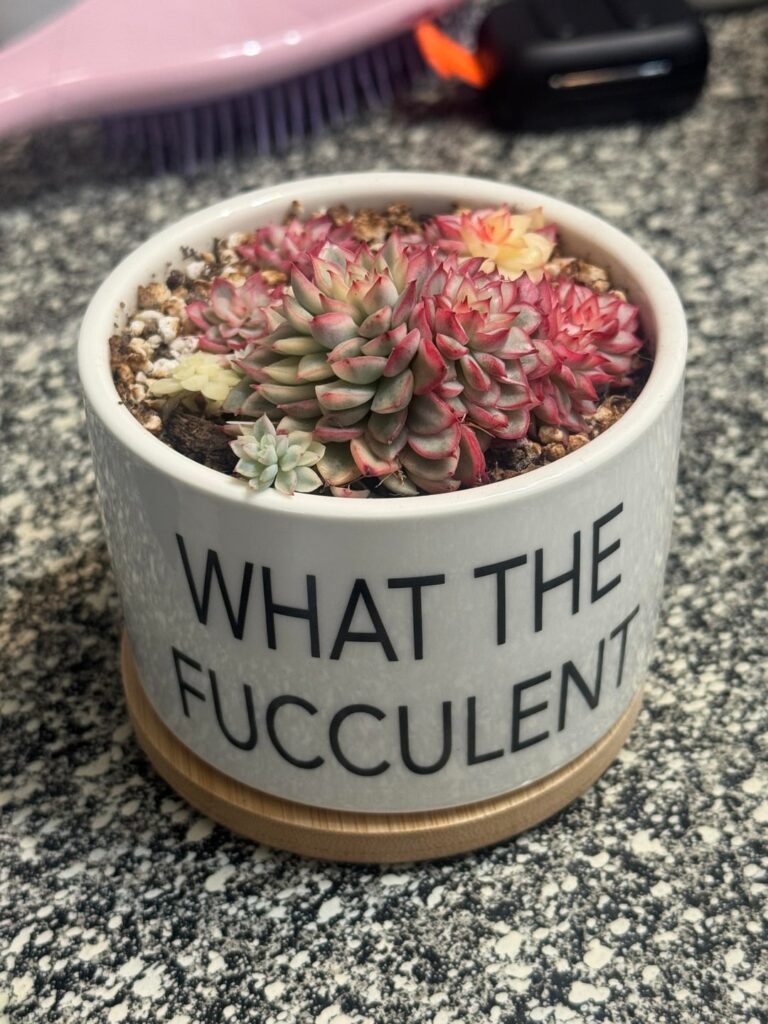 current favorite multi succulent planter I have! any idea on species? some kinda echeveria I assume, but what?
