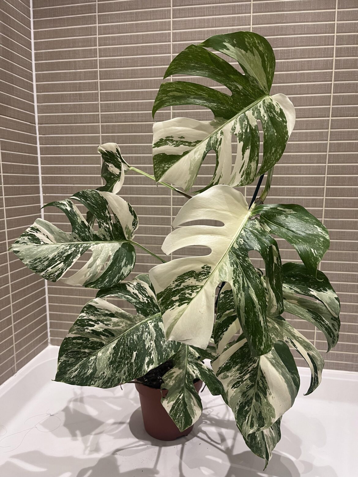 My favourite child 🌱