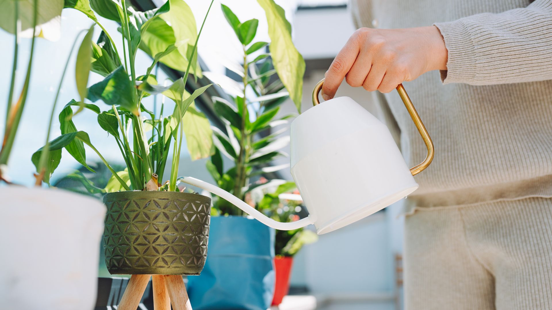 picture of woman watering a peace lily with white watering can