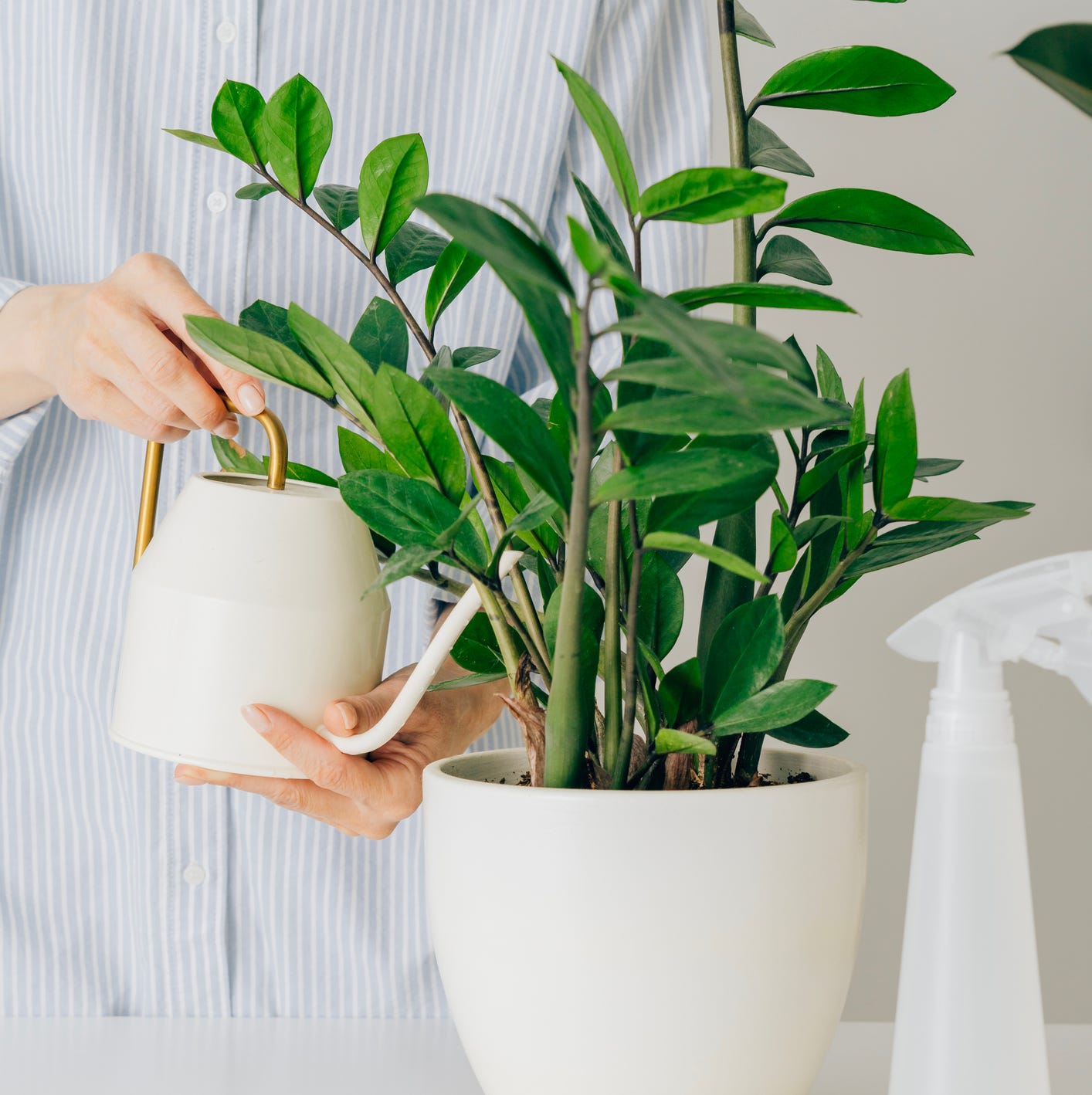 best plants for bedroom zz plant