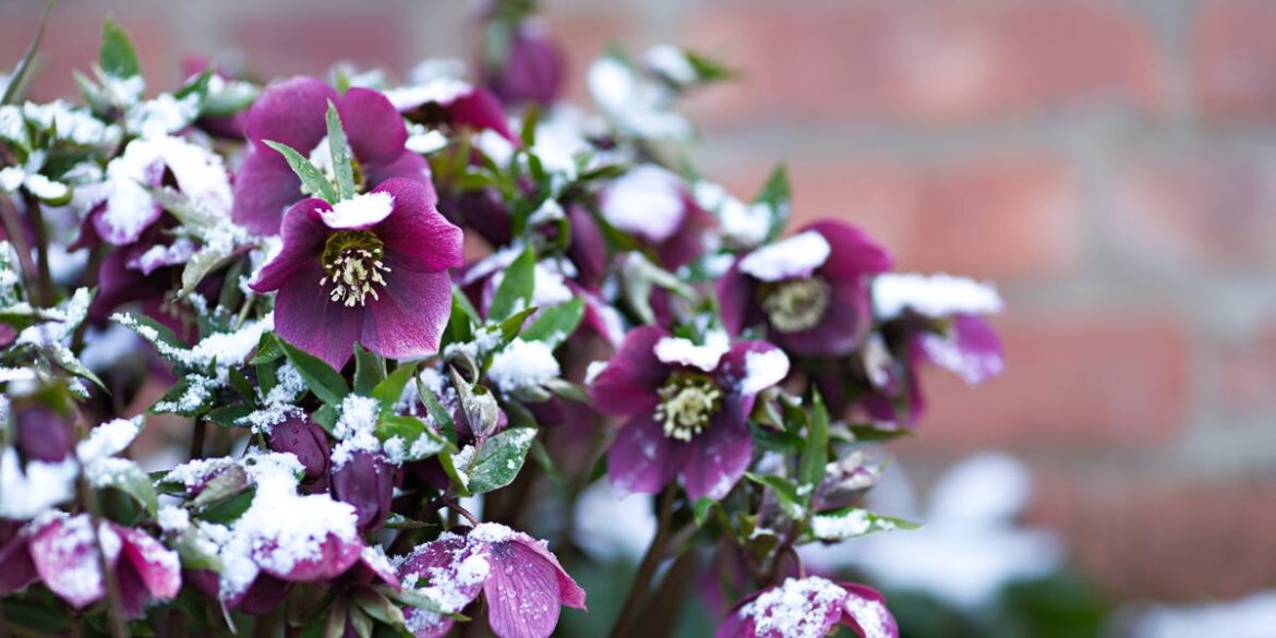 5 Colourful Plants To Brighten Your Winter Containers 5 Colourful Plants To Brighten Your Winter Containers