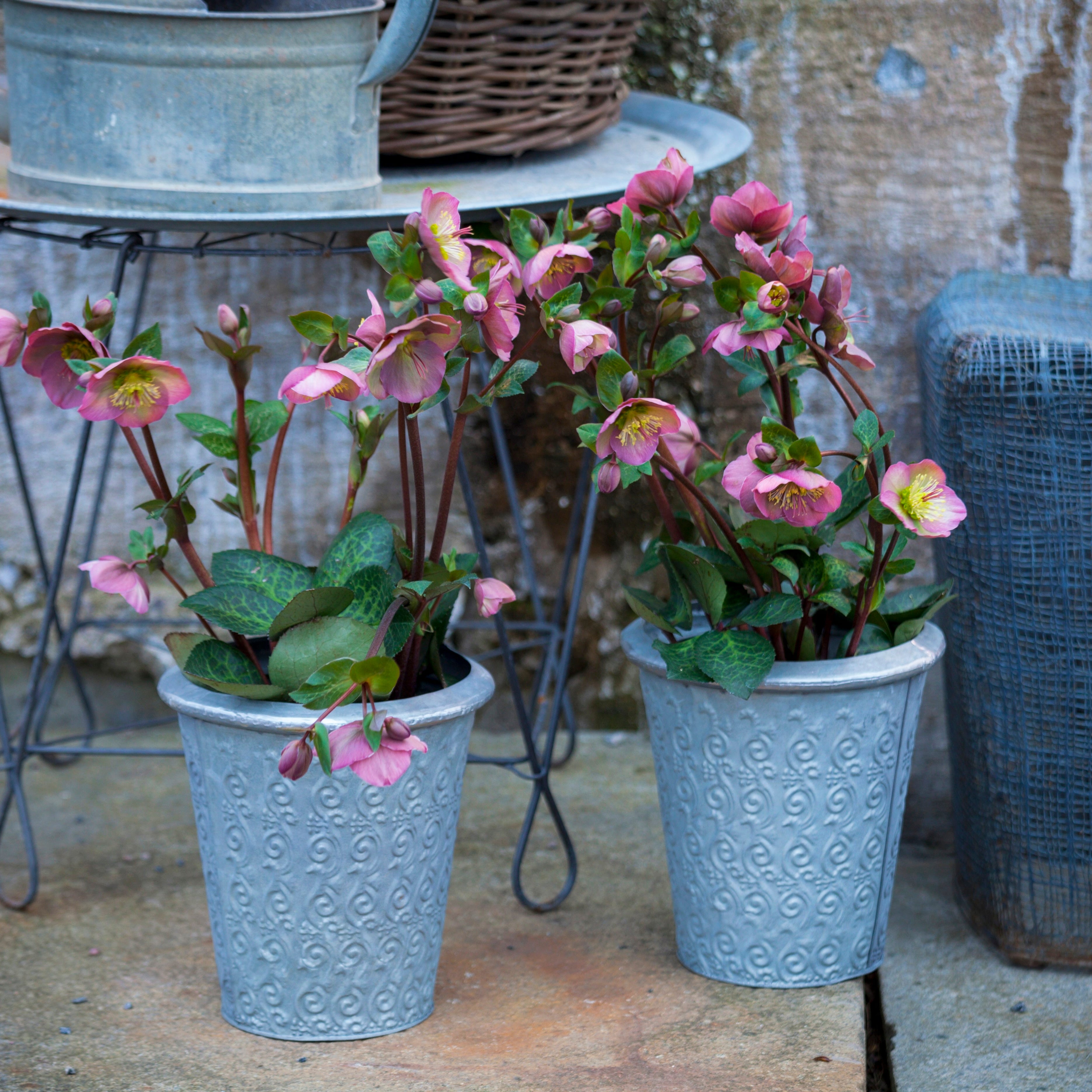 hellebore best winter flowers for pots