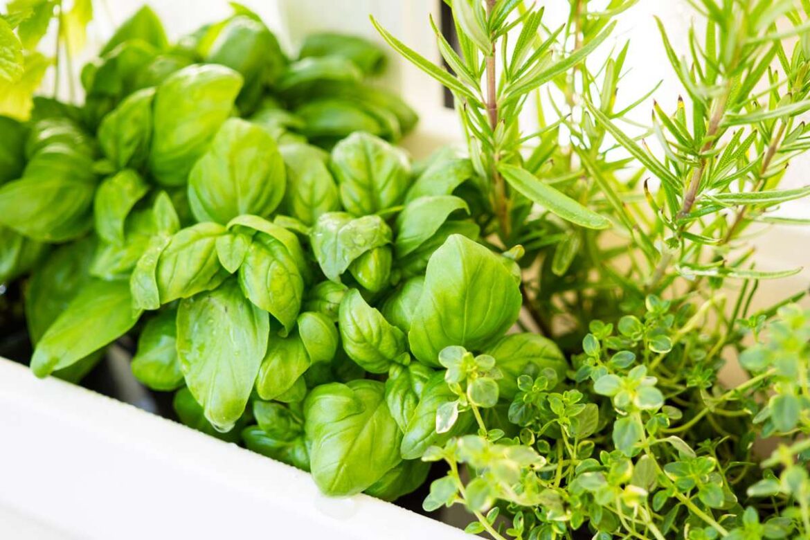 Garden tips for the last week of spring | The Hilltops Phoenix