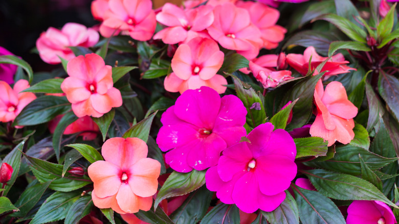 Salmon pink and magenta impatiens in full bloom
