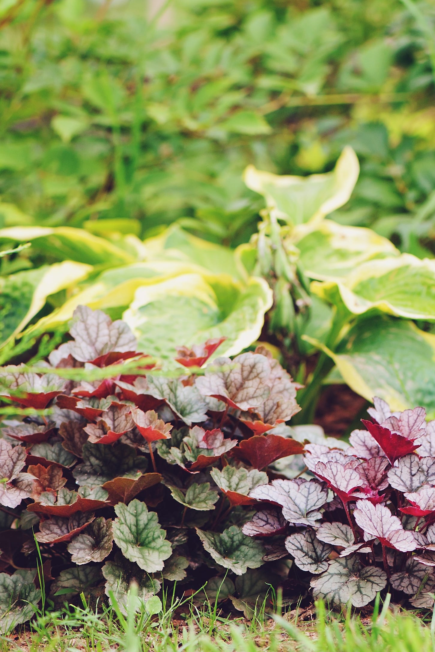 heucheras growing outside