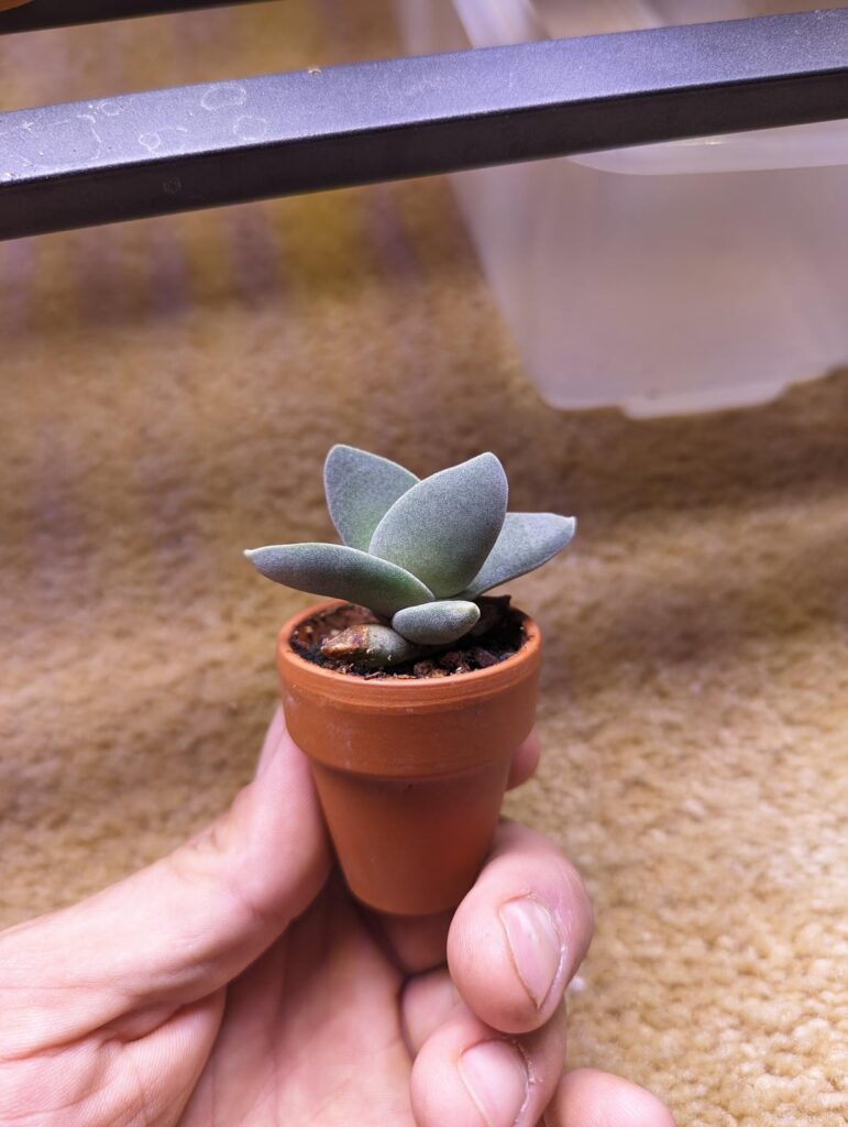 A Gift from my local plant shop 3 years ago. 🌺