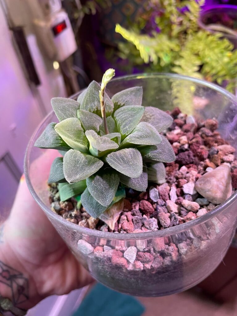 Three years growing strong in this broken candle jar