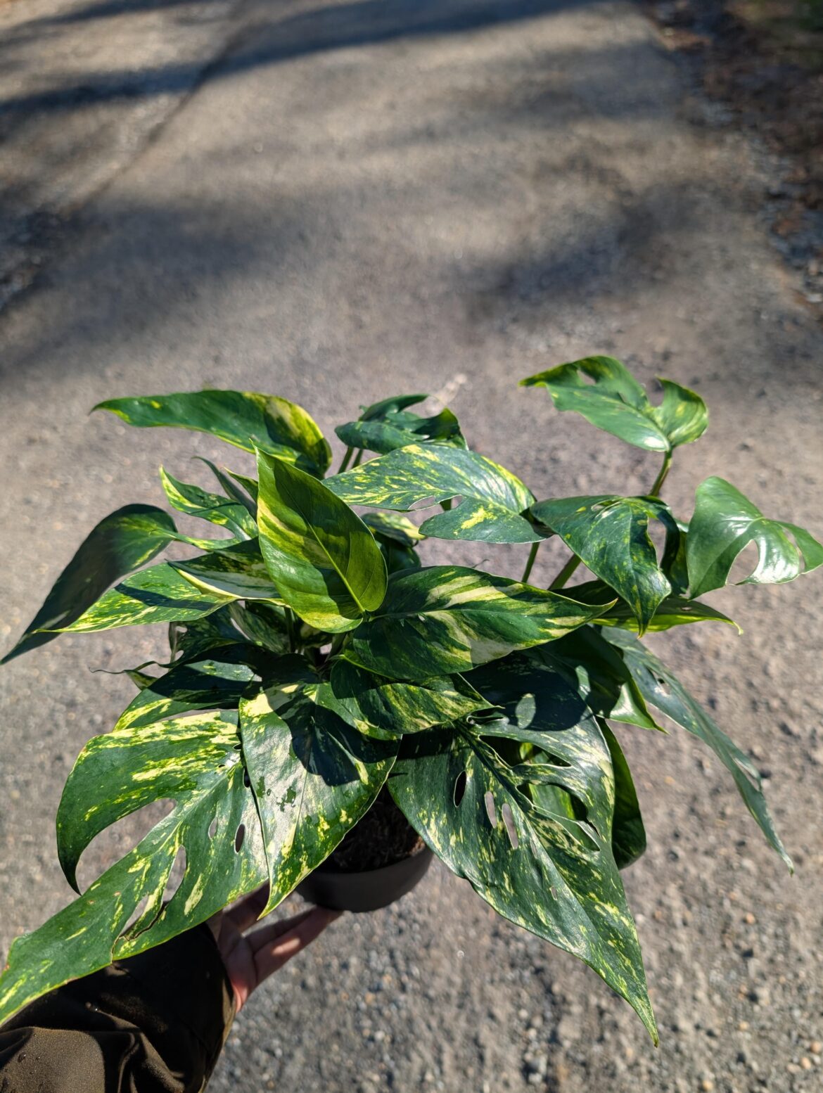 Epipremnum yellow sunrise